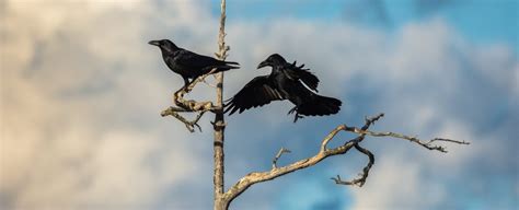 ルーマニア 旅行: なぜかカラスがガイドを務める不思議な旅